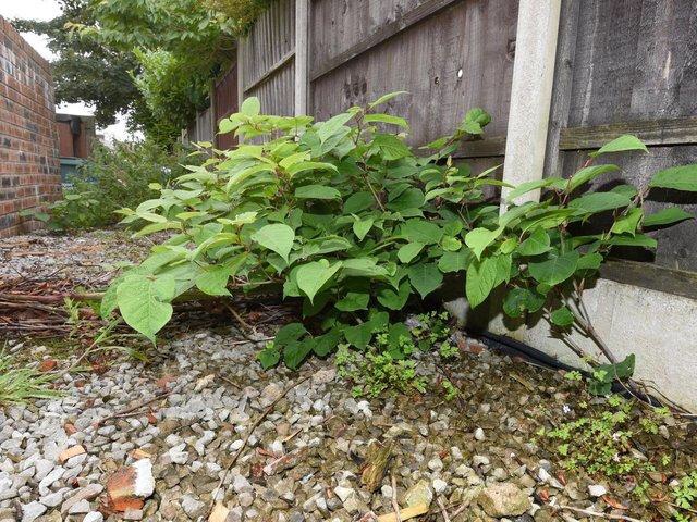 Beware the Menace: Japanese Knotweed’s Threat to UK Property Owners
